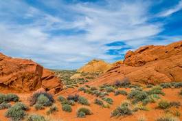 Obraz na płótnie krzew ameryka pustynia wydma niebo