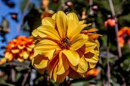 Fotoroleta kwiat dalia ogród park pyłek