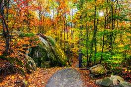 Naklejka las pejzaż jesień natura piękny