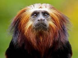 Fotoroleta małpa zwierzę brazylia lew drzewa