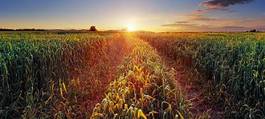 Naklejka pszenica rolnictwo pole niebo panoramiczny