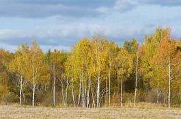 Fototapeta drzewa las jesień widok