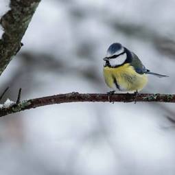 Plakat natura szwecja ptak zimą