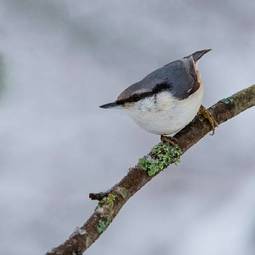 Fototapeta szwecja natura ptak