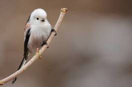 Fotoroleta pejzaż ptak natura sikorka