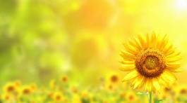 Fototapeta kwiat słonecznik lato słońce stokrotka