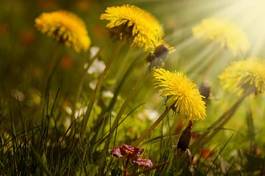 Naklejka roślina słońce kwiat mniszek homeopatia