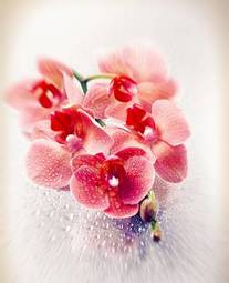 Naklejka rosa natura miłość kwiat