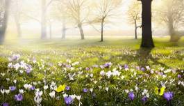 Obraz na płótnie krokusy na łące wiosną