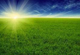 Obraz na płótnie pastwisko natura trawa słońce pole