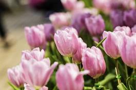 Naklejka wzór natura kwiat tulipan świeżość