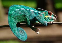 Obraz na płótnie senny kolor gekko gadowi