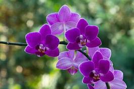 Fototapeta kwiat tropikalny świeży natura roślina