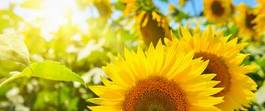 Plakat kwiat panoramiczny słonecznik półfinał zbliżenie