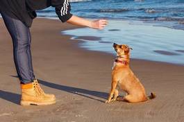 Naklejka szkolenie psa, plaża