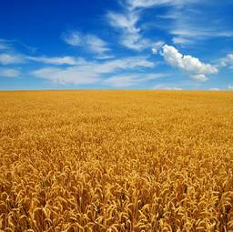 Naklejka niebo rolnictwo wiejski