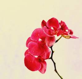 Fotoroleta kwitnący sztuka natura kwiat storczyk