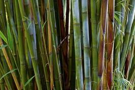 Naklejka bambus las dżungla bezdroża roślinność