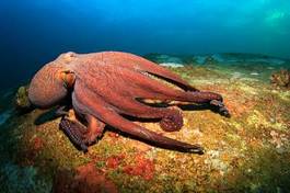 Fotoroleta australia podwodne morze