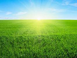 Naklejka natura trawa słońce pastwisko