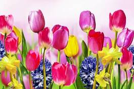 Obraz na płótnie kwiat narcyz pejzaż natura tulipan