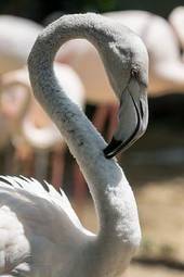 Naklejka flamingo azja egzotyczny zwierzę fauna