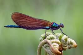 Fotoroleta natura bezdroża ważka owad 