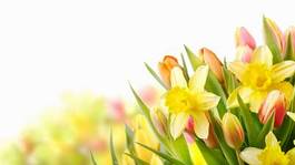 Naklejka kwiat roślina tulipan