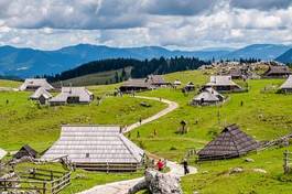 Fotoroleta narodowy krowa słowenia