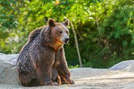 Obraz na płótnie las park niedźwiedź