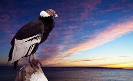 Fotoroleta ptak zwierzę niebo