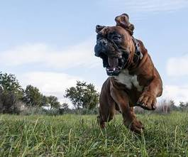 Fototapeta biegnący bulldog