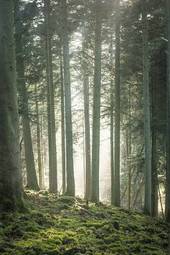 Fototapeta sosna roślinność las drzewa