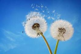 Fototapeta niebo świeży kwiat pyłek natura