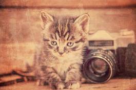 Naklejka zdjęcie kota w sepii