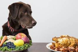 Plakat warzywo kurczak jedzenie pies
