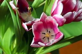 Obraz na płótnie natura tulipan kwiat roślina liść