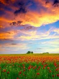 Obraz na płótnie trawa zmierzch słońce pszenica węgry