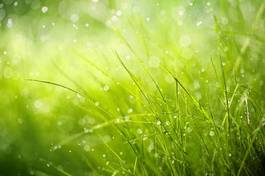 Naklejka roślina łąka pastwisko trawa natura