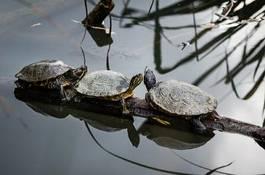 Naklejka natura gad żółw żółwie