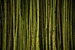 Naklejka bambus natura bezdroża roślina sceniczny