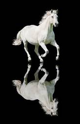 Plakat koń ssak piękny natura