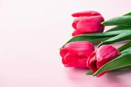 Naklejka tulipan kwitnący świeży bukiet