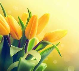 Fotoroleta kwitnący sztuka tulipan pole