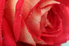 Obraz na płótnie pyłek roślina rosa świeży