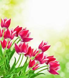 Plakat natura kwiat słońce tulipan