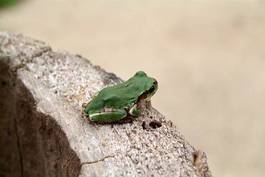 Obraz na płótnie zwierzę żaba płaz kołnierz