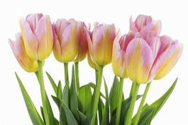 Naklejka tulipan kwiat natura