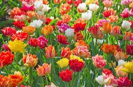 Plakat pąk ładny rolnictwo tulipan bukiet