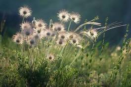 Naklejka kwiat piękny łąka trawa